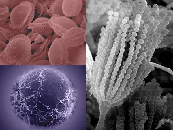 霉菌是什么 霉菌是有益菌还是有害菌