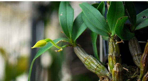 石斛的功效与作用及食用方法 石斛适合哪些人食用