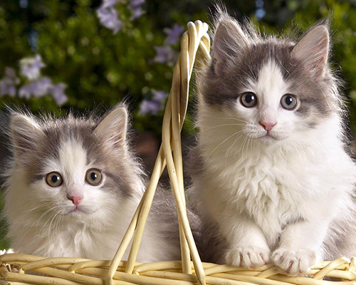 跳蚤怎么消灭，五种方法立马见效