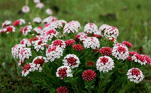 狼毒是一种药材名称 狼毒的功效与作用