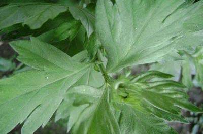 中药艾草功效 艾叶对荨麻疹的作用和处方