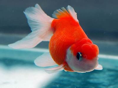 生活欢乐多，教你家里养鱼多久换一次水