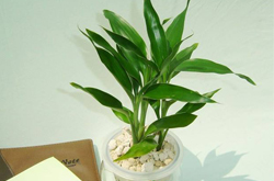 如何养殖富贵竹 看看富贵竹土养和水养的方法