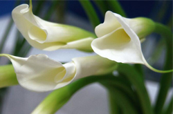 马蹄莲有毒吗 马蹄莲的养殖和搭配介绍