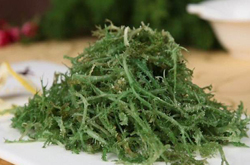 镇咳化痰 鹿角菜的功效作用及营养价值介绍