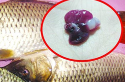 鱼胆能吃吗？吃鱼胆有哪些功效和危害