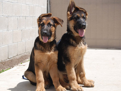 怕光怕水怕风 狂犬病症状