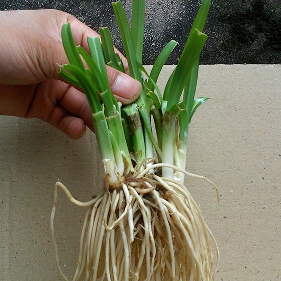 8个痔疮小偏方 让你无需吃药就能治疗