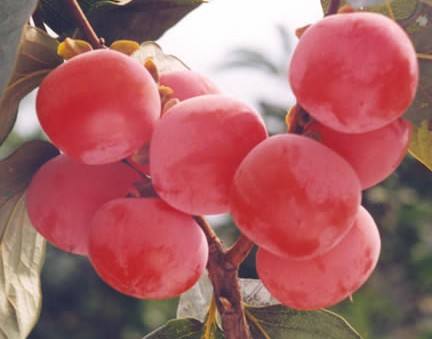 常见水果柿子的营养价值你知道吗