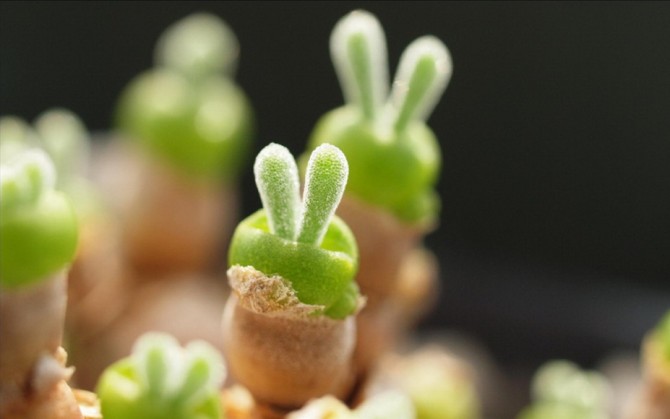 多肉植物的种植步骤和方法 多肉植物如何繁殖呢