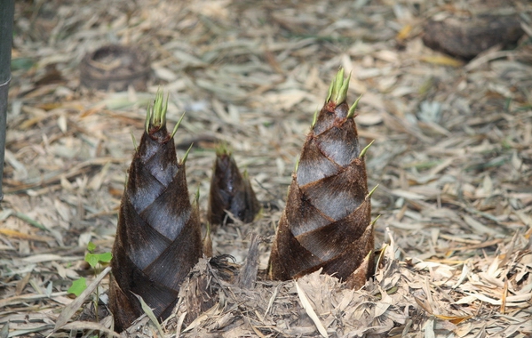 冬笋和春笋的区别及辨别