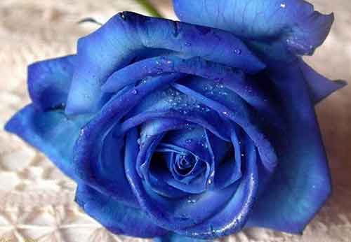 玫瑰花如何保鲜 玫瑰花泡水喝的功效有哪些