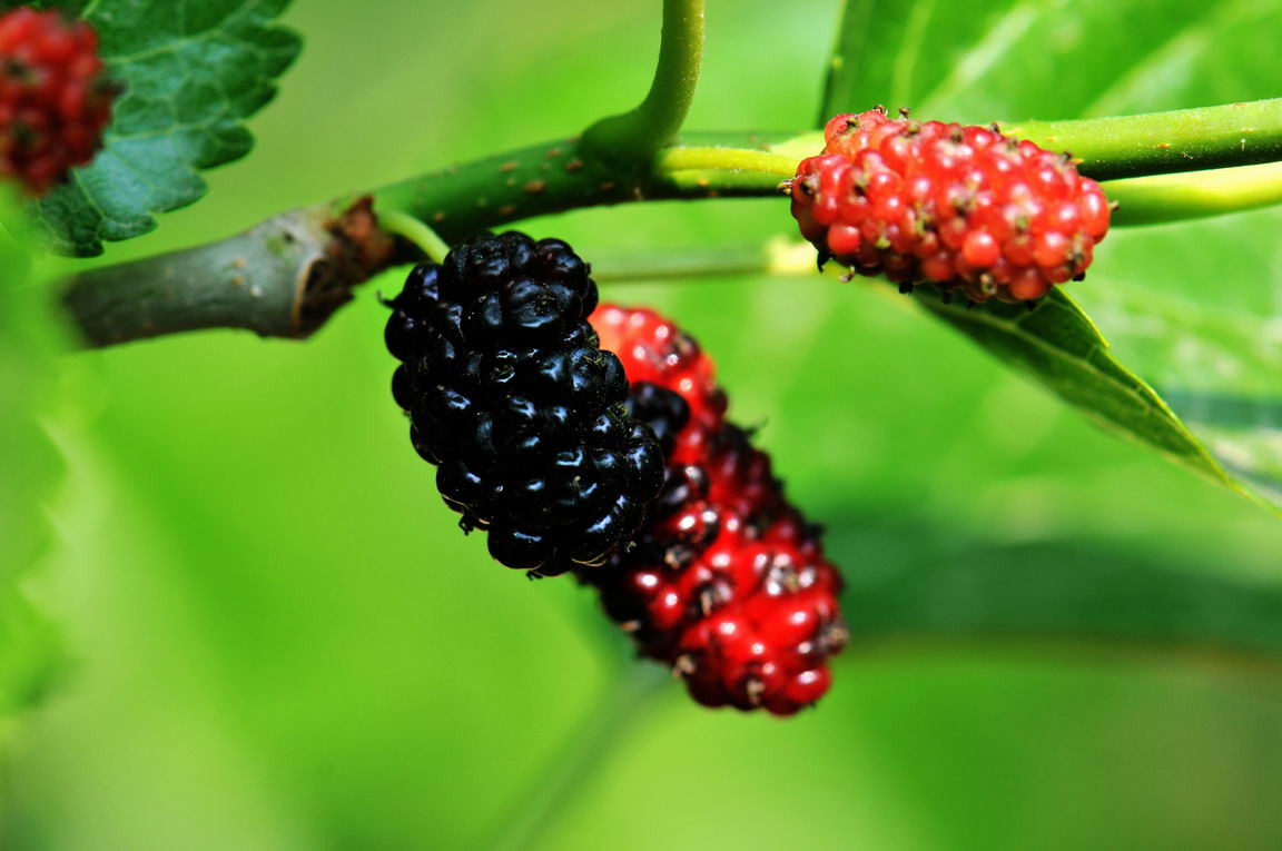 桑葚怎么洗干净 桑葚酱的做法