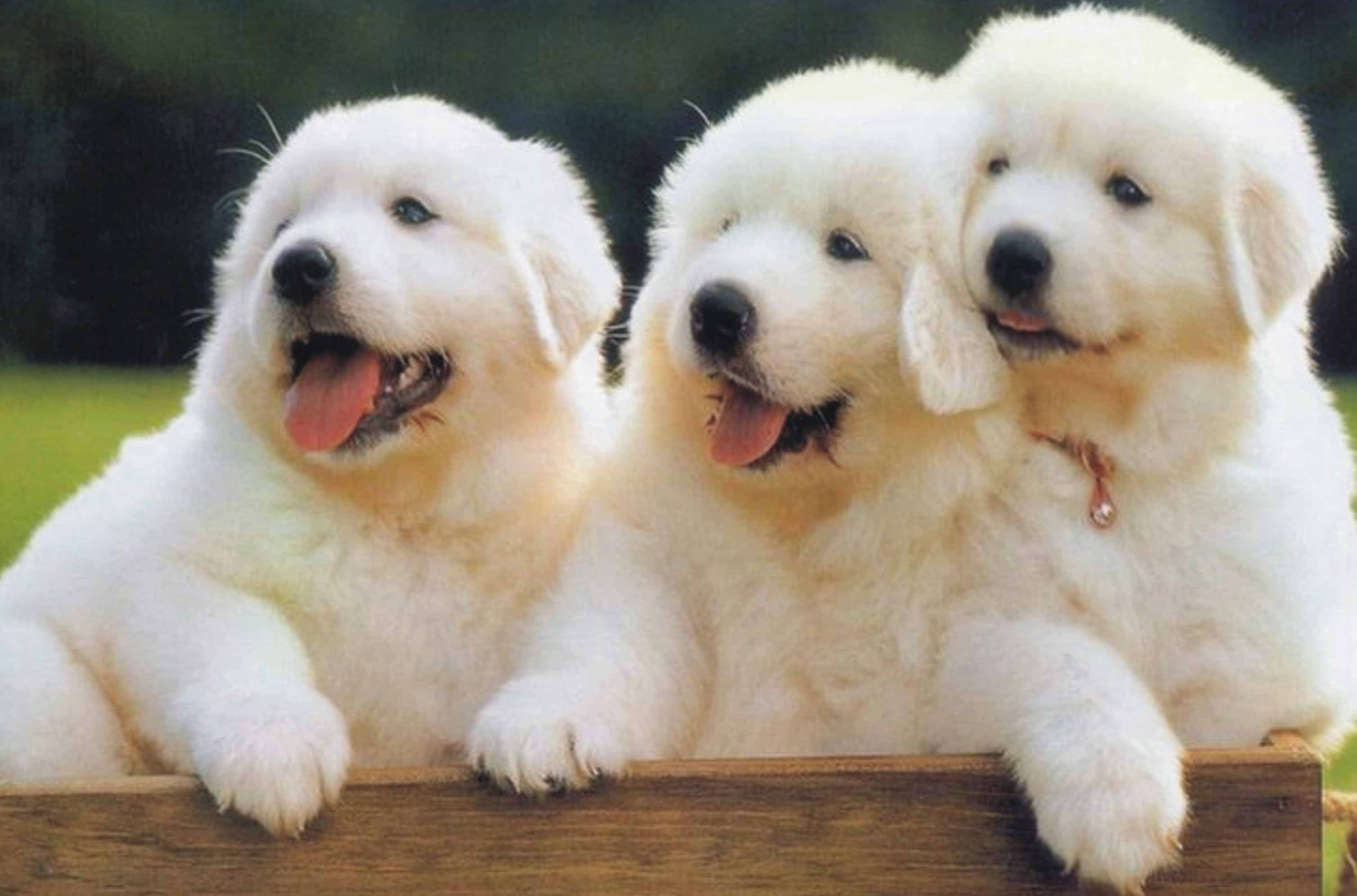 怎样选狗 什么狗最好养