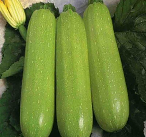 清热利尿 西葫芦的营养价值及功效介绍
