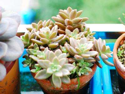 多肉植物栽培