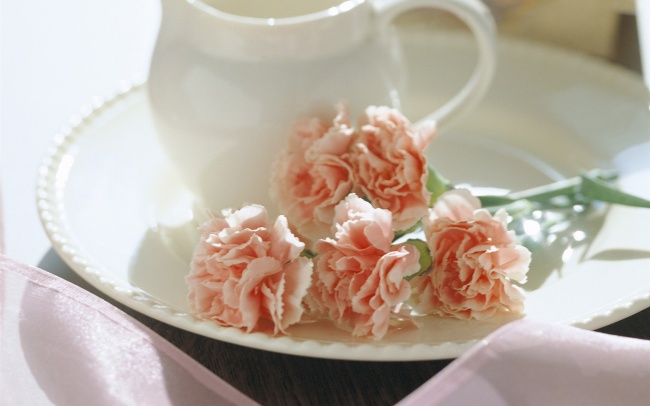 如何养康乃馨 康乃馨的象征意义是什么