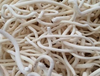 产妇下乳通窍 通草的副作用