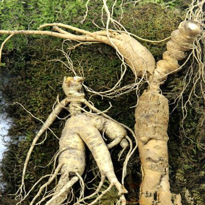 生活百科教你野山参怎么吃