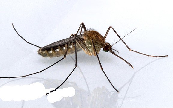 灭蚊方法，教你怎么消灭吸血鬼