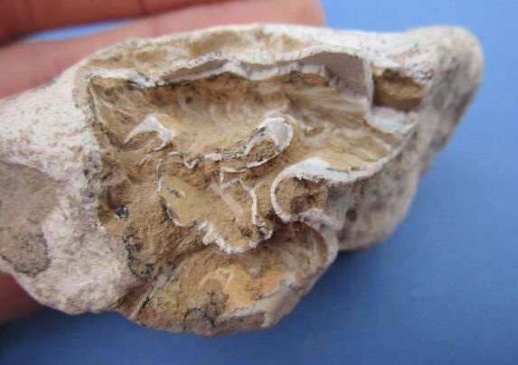 龙齿的功效与作用 可起到调理多种疾病的效果