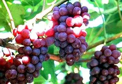 深入细说葡萄的营养价值及功效