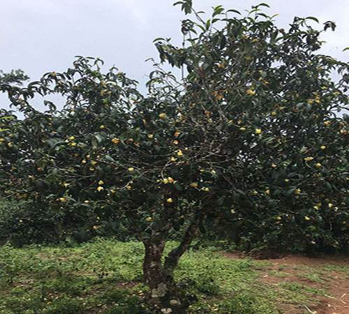 大自然的馈赠 普洱生茶