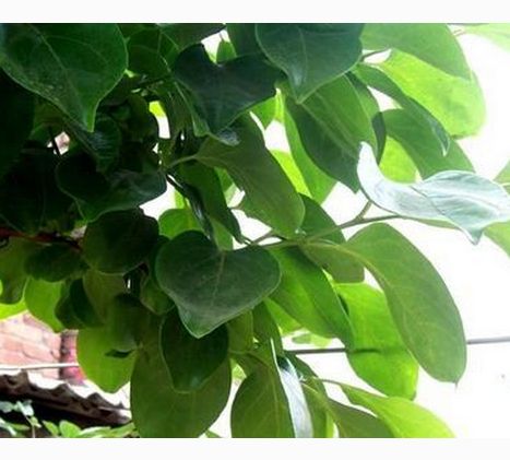 神奇的偏方 柿子叶祛斑