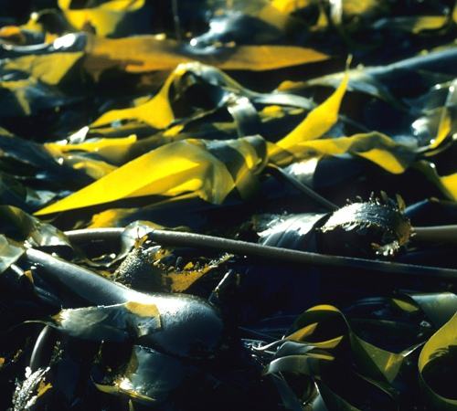 海带做法大全之炒海带的做法