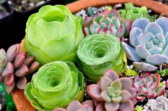 多肉植物栽培，多肉植物怎么养