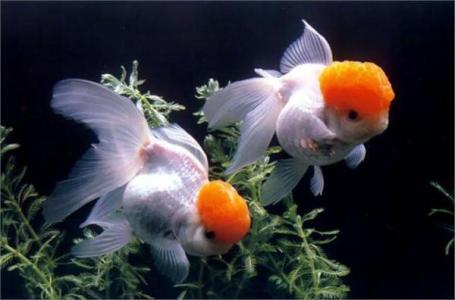 让金鱼有舒适的环境 养金鱼多久换一次水