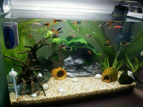 养鱼从鱼缸清洗学起