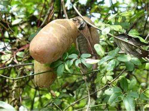 白木通是什么及白木通药用价值介绍