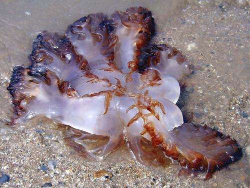 海蜇的营养价值