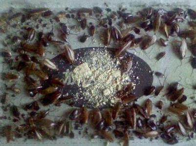 怎样灭蟑螂 家中常用三大招快速灭掉蟑螂