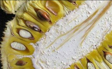 菠萝蜜的核怎么吃