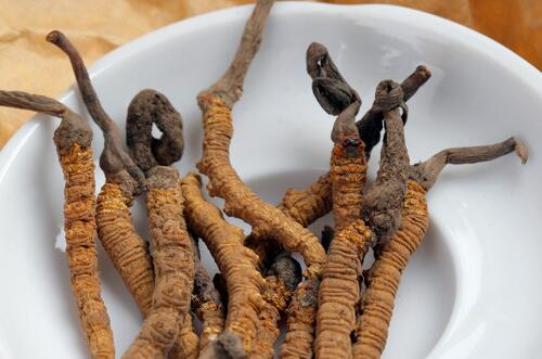 虫草的功效与作用 抗疲劳抗肿瘤