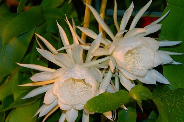 昙花一现只为韦陀 昙花的养殖方法