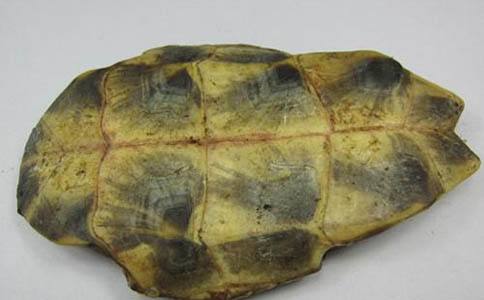 你不知道的龟板的功效与作用有哪些