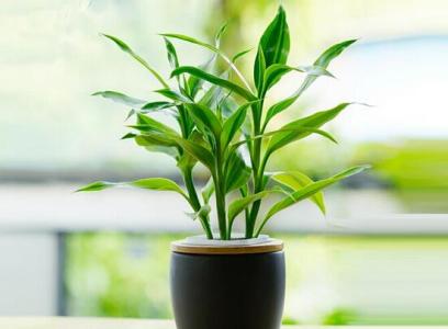 接招！告诉你富贵竹发黄怎么办