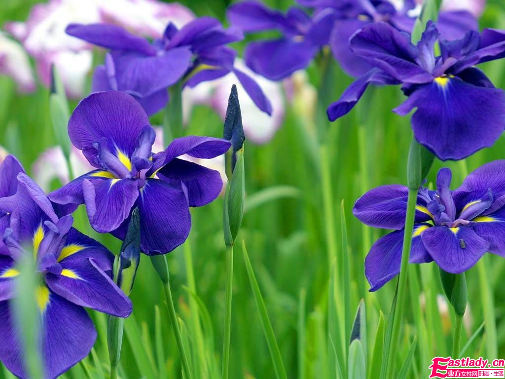 4款精油和失眠说BYEBYE