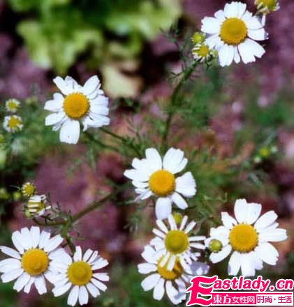 4款精油和失眠说BYEBYE