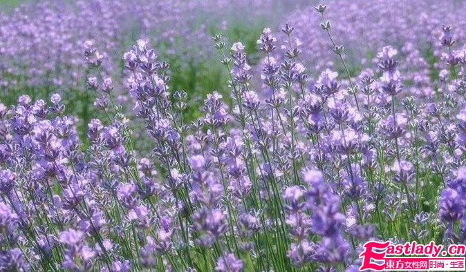 换季保湿 5款精油不可少