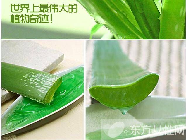 芦荟胶的功效与作用 这些注意事项一定要了解哦