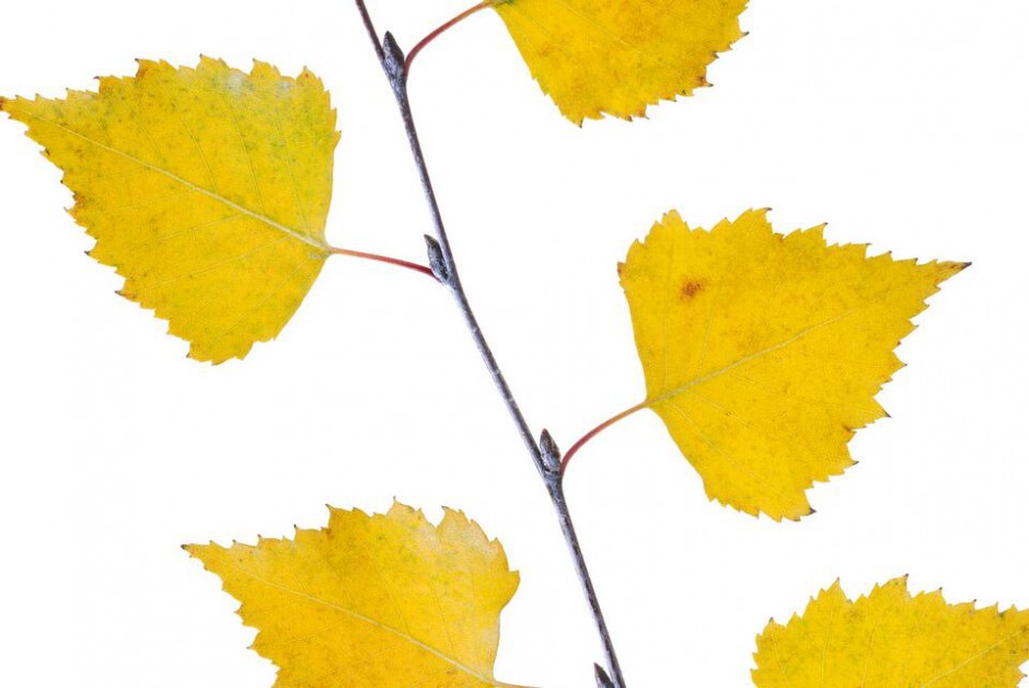 DIY自制除皱面膜 低成本的美丽秘诀