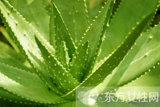 芦荟如何美容 芦荟四大美容功效大揭秘