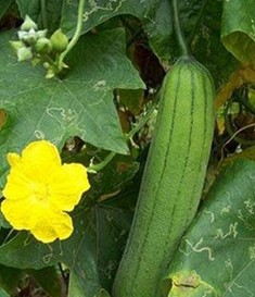 丝瓜的功效与作用 吃丝瓜美白又淡斑