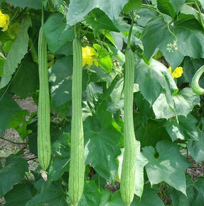 丝瓜的10大养生功效 吃丝瓜美白又淡斑