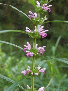 宫廷美容秘方 武则天的美容秘方