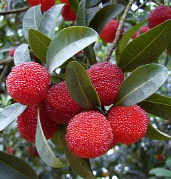 吃什么美白 盘点5类 莓 水果的功效